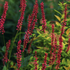 Bistorta amplexicaulis 'Black Dreams'.png