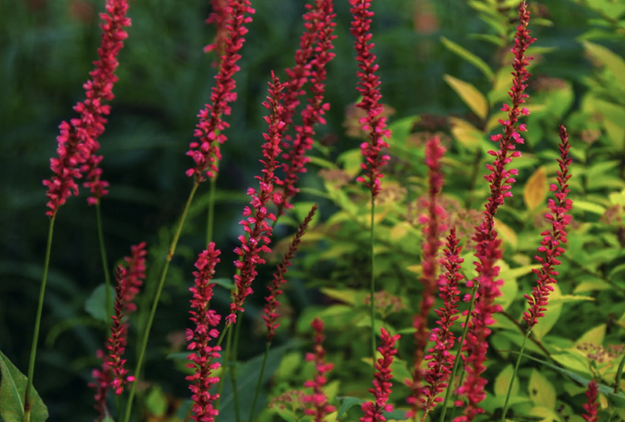 Rdesno objímavé 'Black Dreams' - Bistorta amplexicaulis 'Black Dreams'