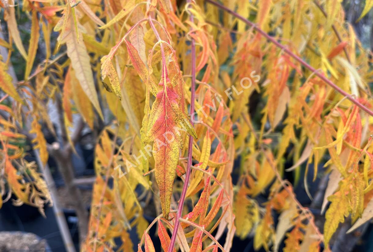 Škumpa orobincová 'Tiger Eyes' - Rhus typhina 'Tiger Eyes'