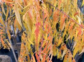 Škumpa orobincová 'Tiger Eyes' - Rhus typhina 'Tiger Eyes'