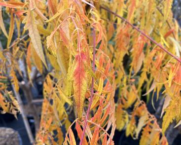 Škumpa orobincová 'Tiger Eyes'