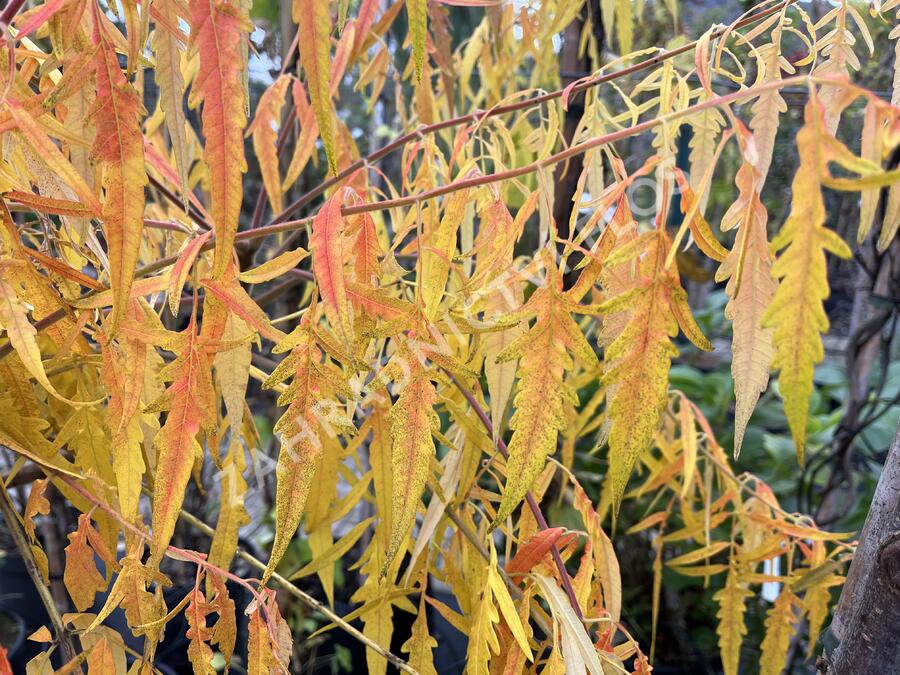 Škumpa orobincová 'Tiger Eyes' - Rhus typhina 'Tiger Eyes'
