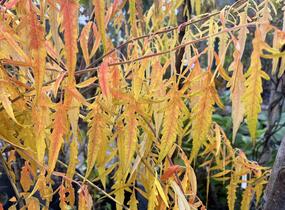 Škumpa orobincová 'Tiger Eyes' - Rhus typhina 'Tiger Eyes'