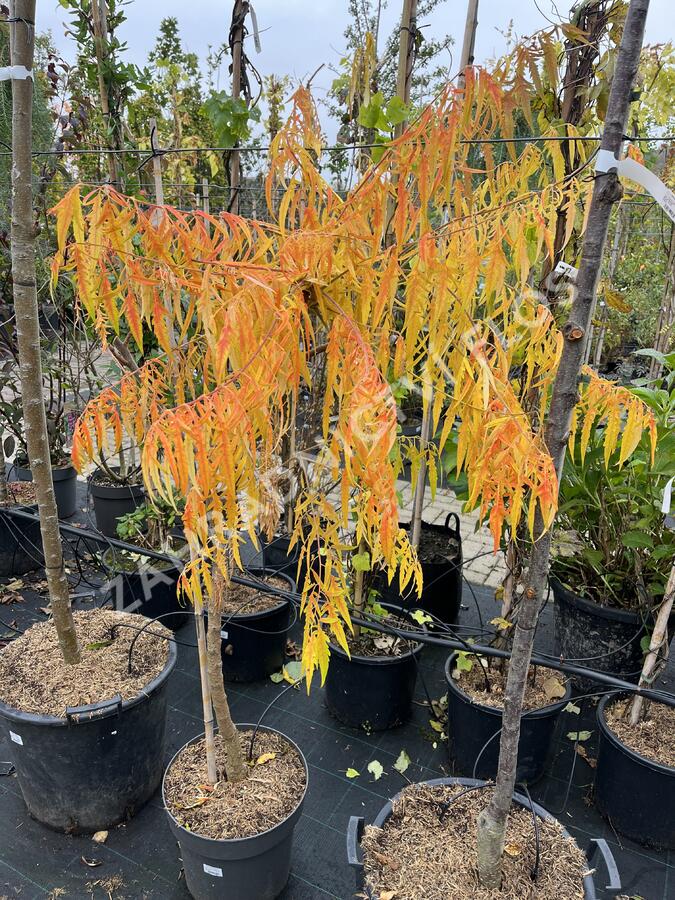 Škumpa orobincová 'Tiger Eyes' - Rhus typhina 'Tiger Eyes'