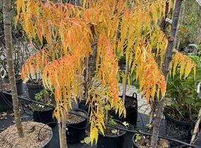 Škumpa orobincová 'Tiger Eyes' - Rhus typhina 'Tiger Eyes'