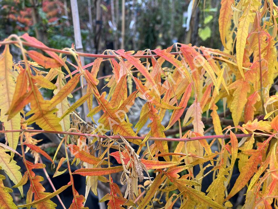 Škumpa orobincová 'Tiger Eyes' - Rhus typhina 'Tiger Eyes'