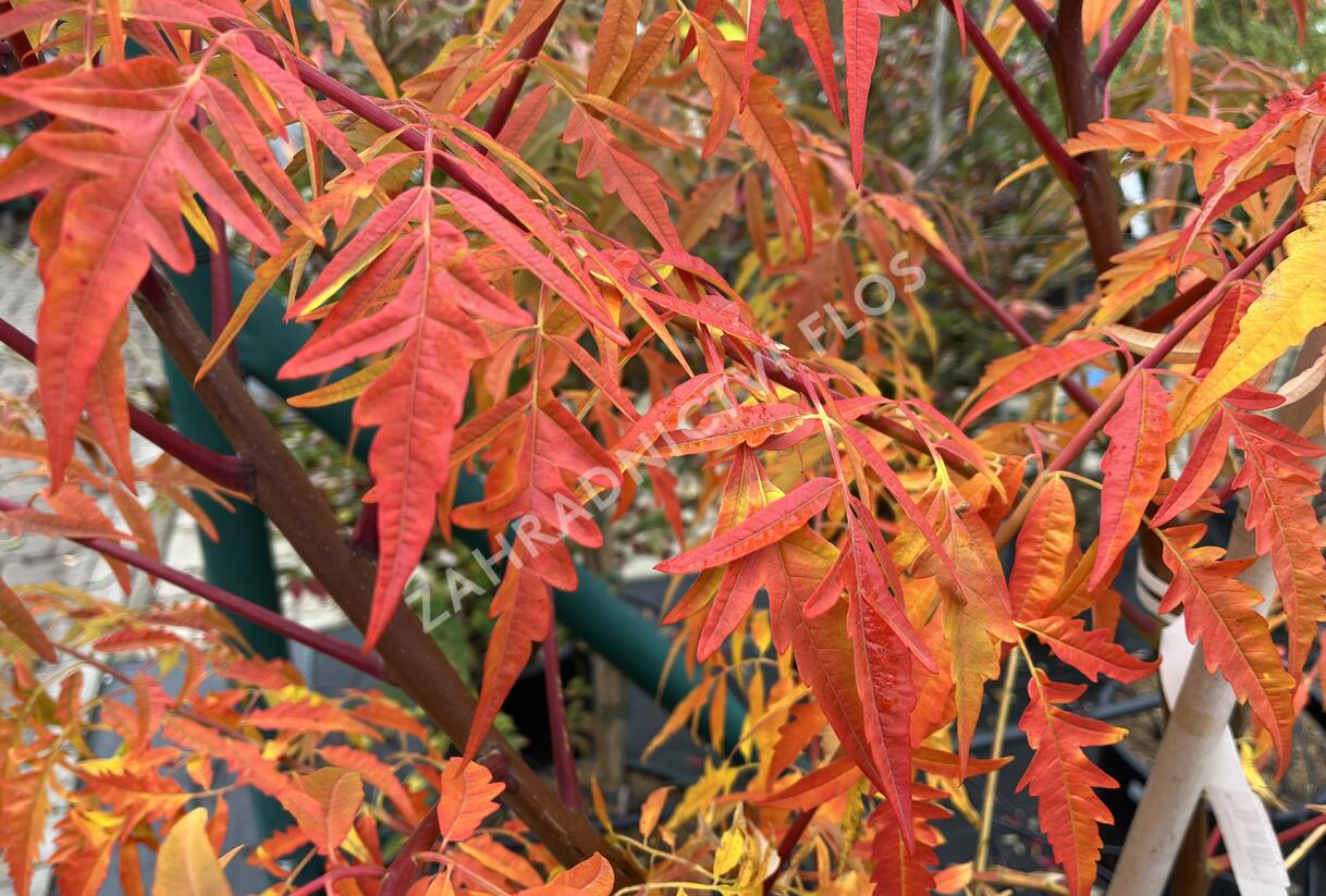 Škumpa 'Lacinata' - Rhus glabra 'Laciniata'