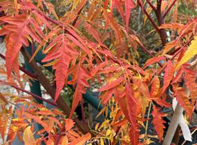 Škumpa 'Lacinata' - Rhus glabra 'Laciniata'