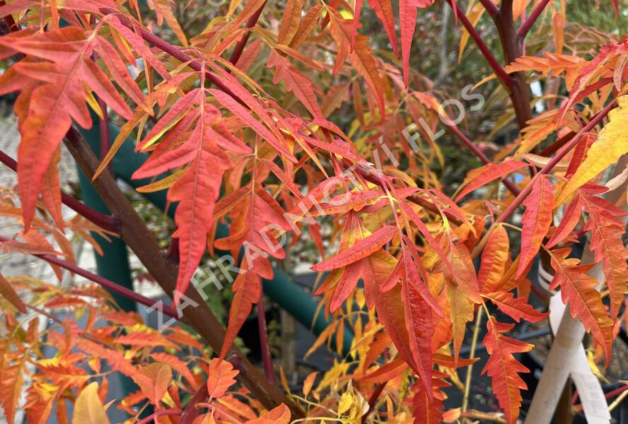 Škumpa 'Lacinata' - Rhus glabra 'Laciniata'