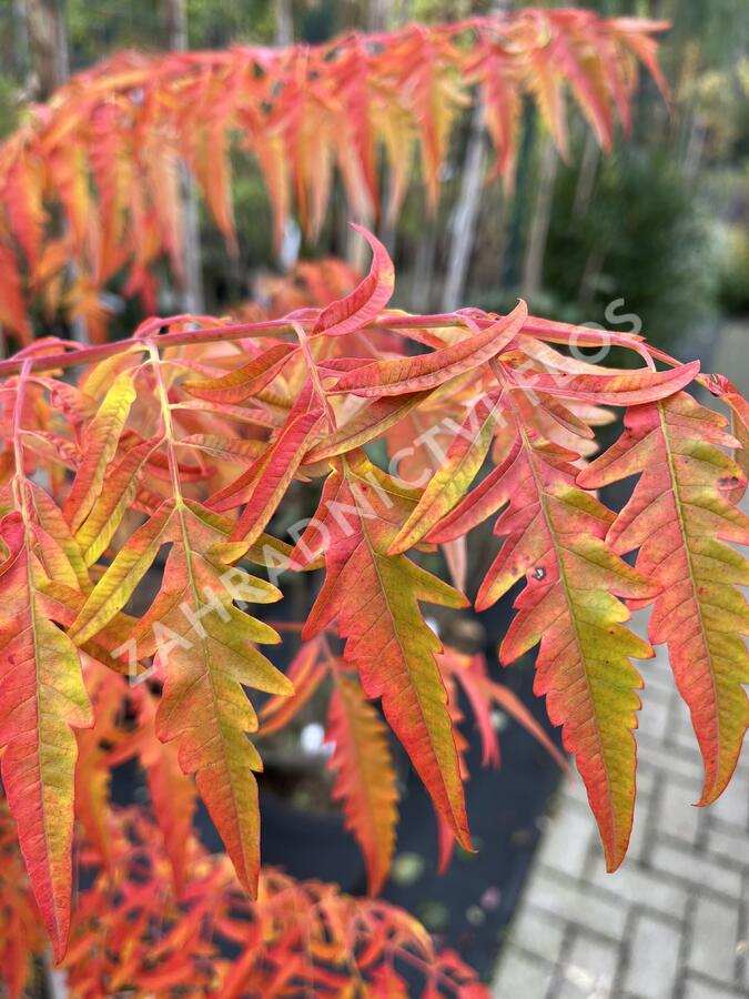 Škumpa 'Lacinata' - Rhus glabra 'Laciniata'