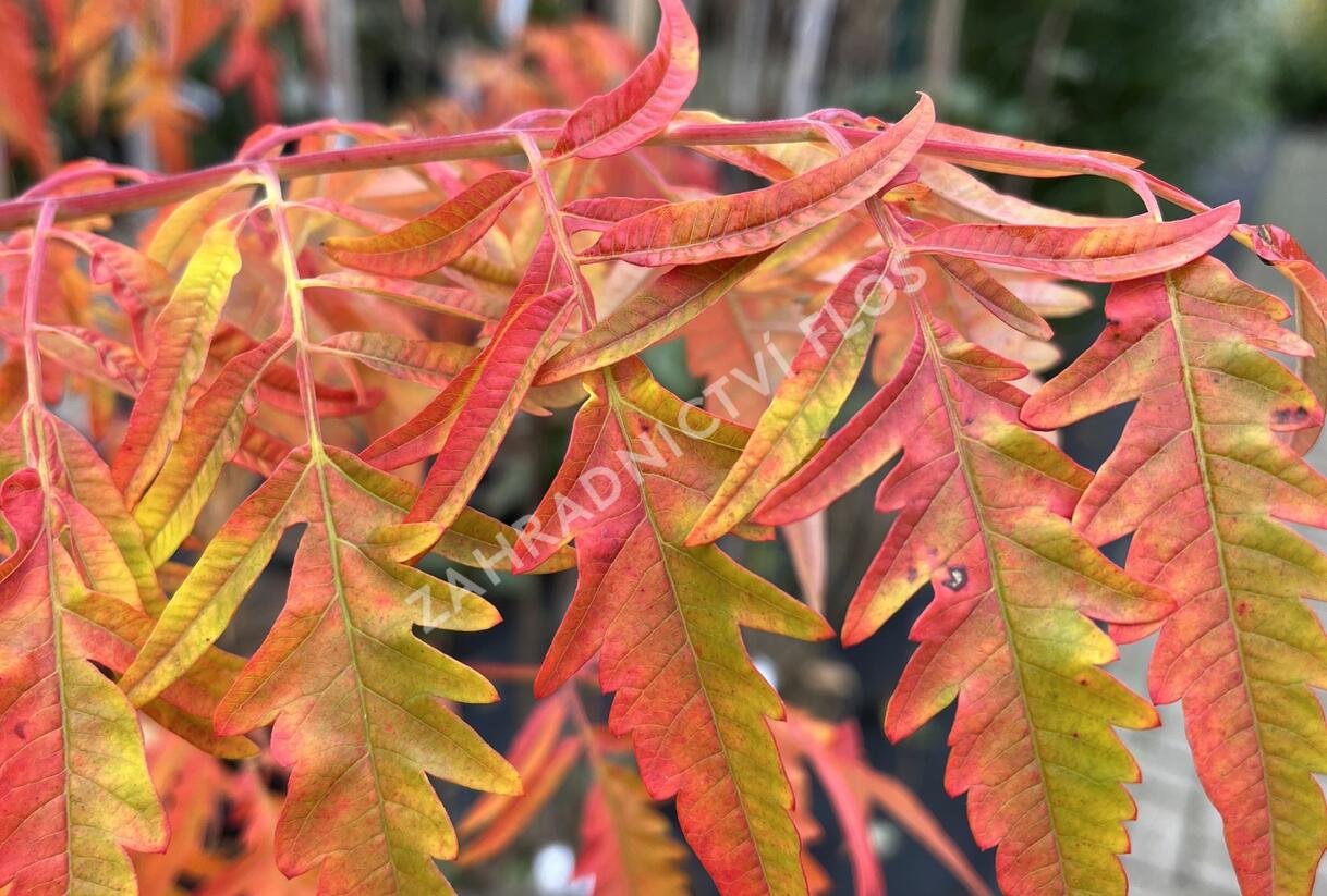 Škumpa 'Lacinata' - Rhus glabra 'Laciniata'