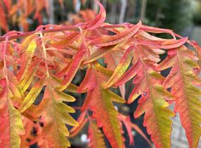 Škumpa 'Lacinata' - Rhus glabra 'Laciniata'