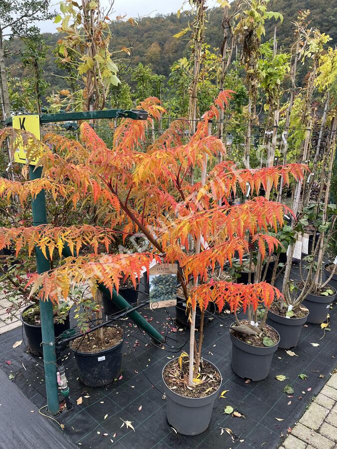 Škumpa 'Lacinata' - Rhus glabra 'Laciniata'