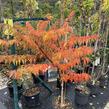 Škumpa 'Lacinata' - Rhus glabra 'Laciniata'