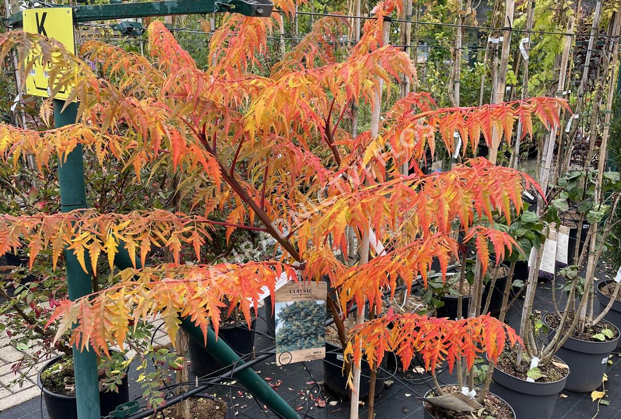 Škumpa 'Lacinata' - Rhus glabra 'Laciniata'