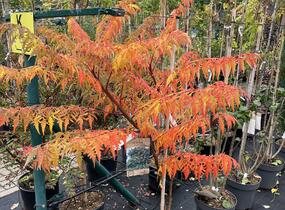 Škumpa 'Lacinata' - Rhus glabra 'Laciniata'