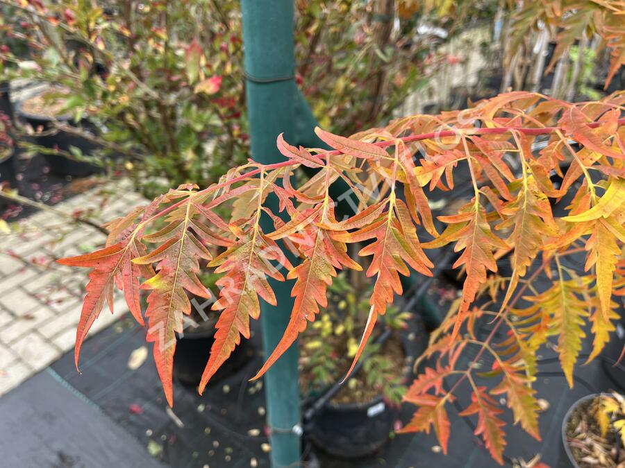 Škumpa 'Lacinata' - Rhus glabra 'Laciniata'