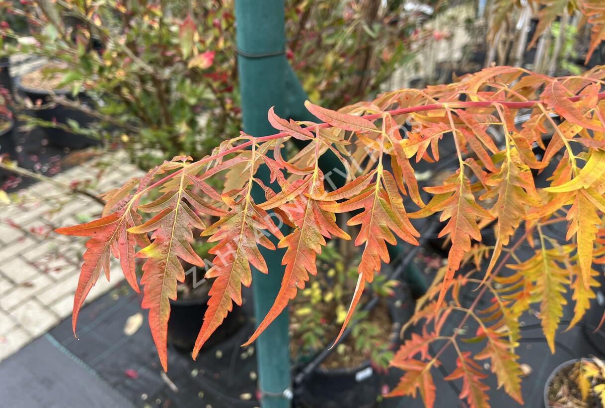 Škumpa 'Lacinata' - Rhus glabra 'Laciniata'