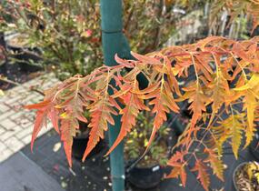 Škumpa 'Lacinata' - Rhus glabra 'Laciniata'