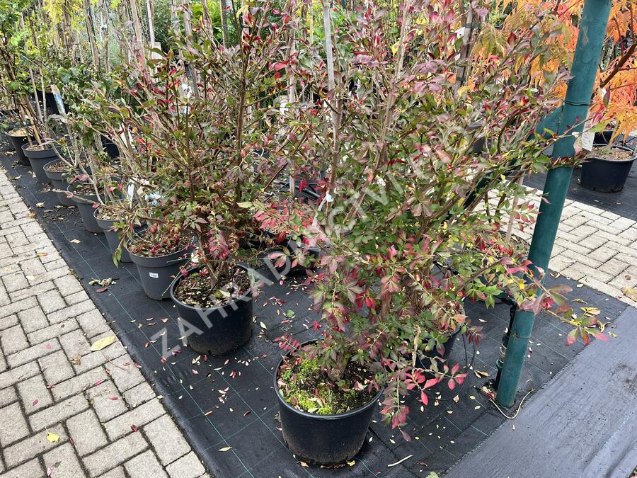 Brslen křídlatý - Euonymus alatus