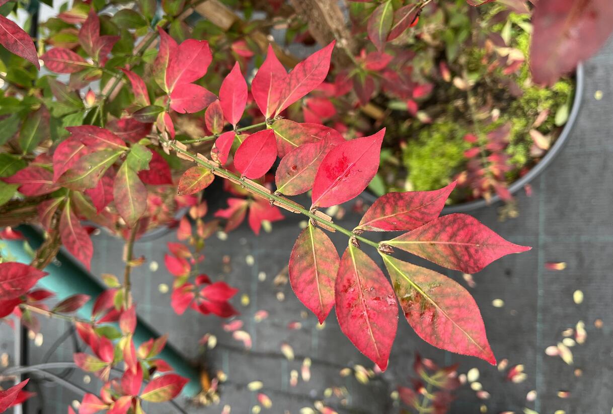 Brslen křídlatý - Euonymus alatus
