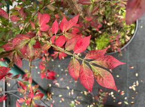 Brslen křídlatý - Euonymus alatus