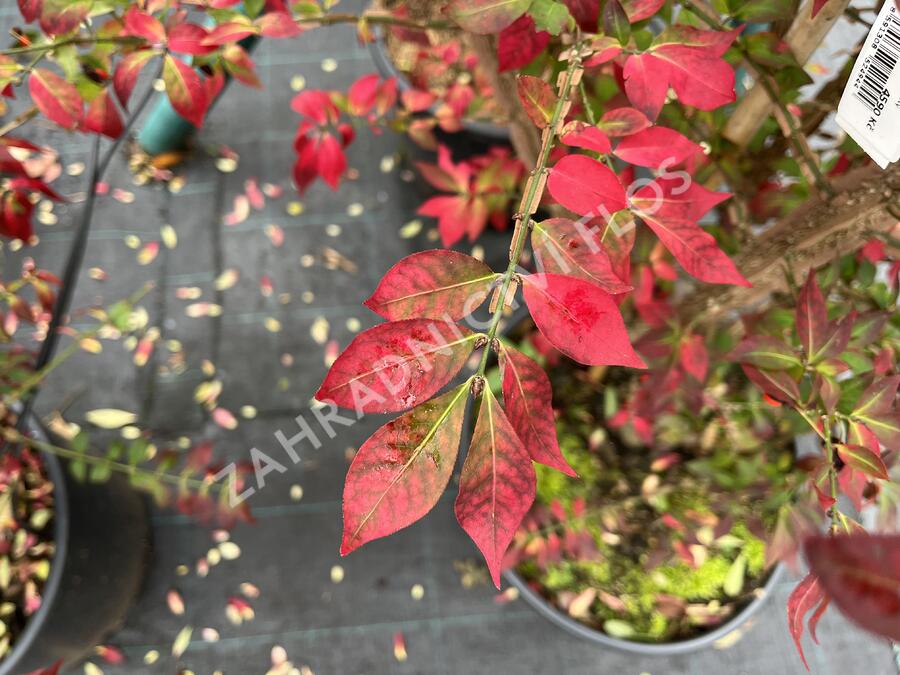 Brslen křídlatý - Euonymus alatus