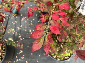 Brslen křídlatý - Euonymus alatus