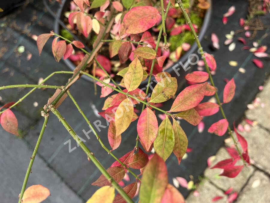 Brslen křídlatý - Euonymus alatus