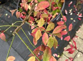 Brslen křídlatý - Euonymus alatus