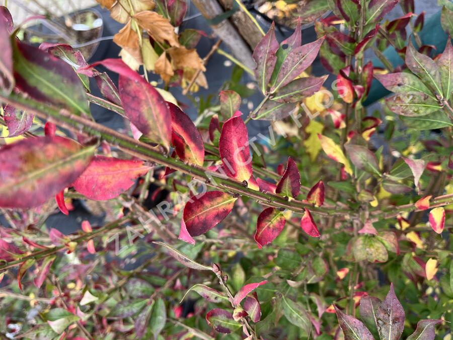 Brslen křídlatý - Euonymus alatus