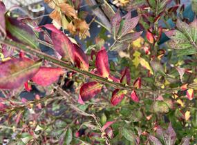 Brslen křídlatý - Euonymus alatus