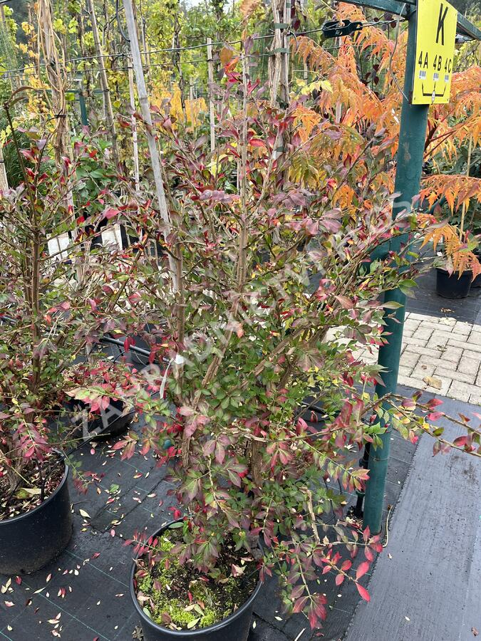 Brslen křídlatý - Euonymus alatus