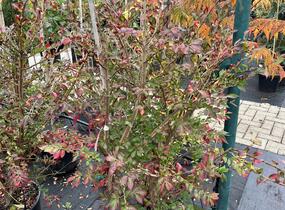 Brslen křídlatý - Euonymus alatus