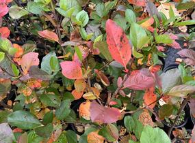 Temnoplodec, arónie planikolistá 'Brilliant' - Aronia arbutifolia 'Brilliant'