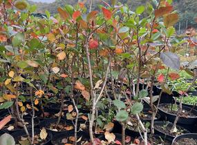 Temnoplodec, arónie planikolistá 'Brilliant' - Aronia arbutifolia 'Brilliant'