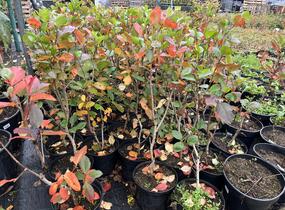 Temnoplodec, arónie planikolistá 'Brilliant' - Aronia arbutifolia 'Brilliant'