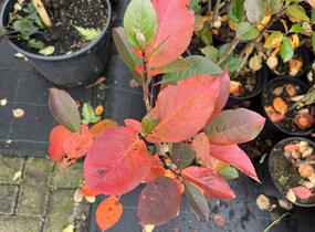 Temnoplodec, arónie planikolistá 'Brilliant' - Aronia arbutifolia 'Brilliant'