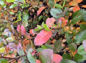 Temnoplodec, arónie planikolistá 'Brilliant' - Aronia arbutifolia 'Brilliant'