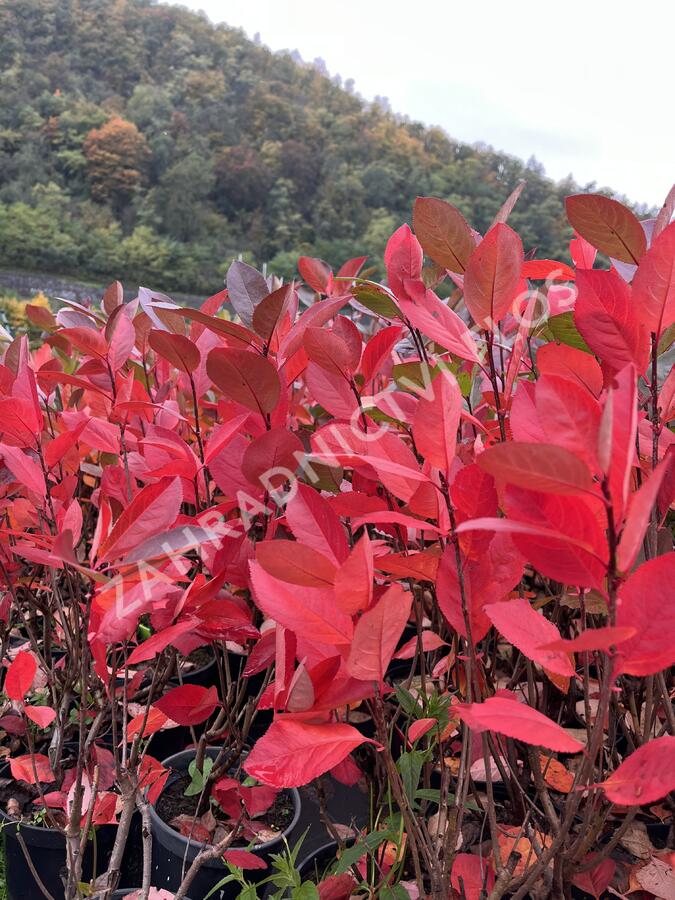 Temnoplodec černoplodý - Aronia melanocarpa