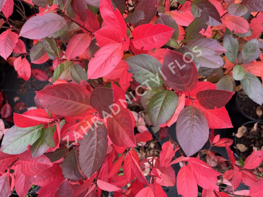 Temnoplodec černoplodý - Aronia melanocarpa