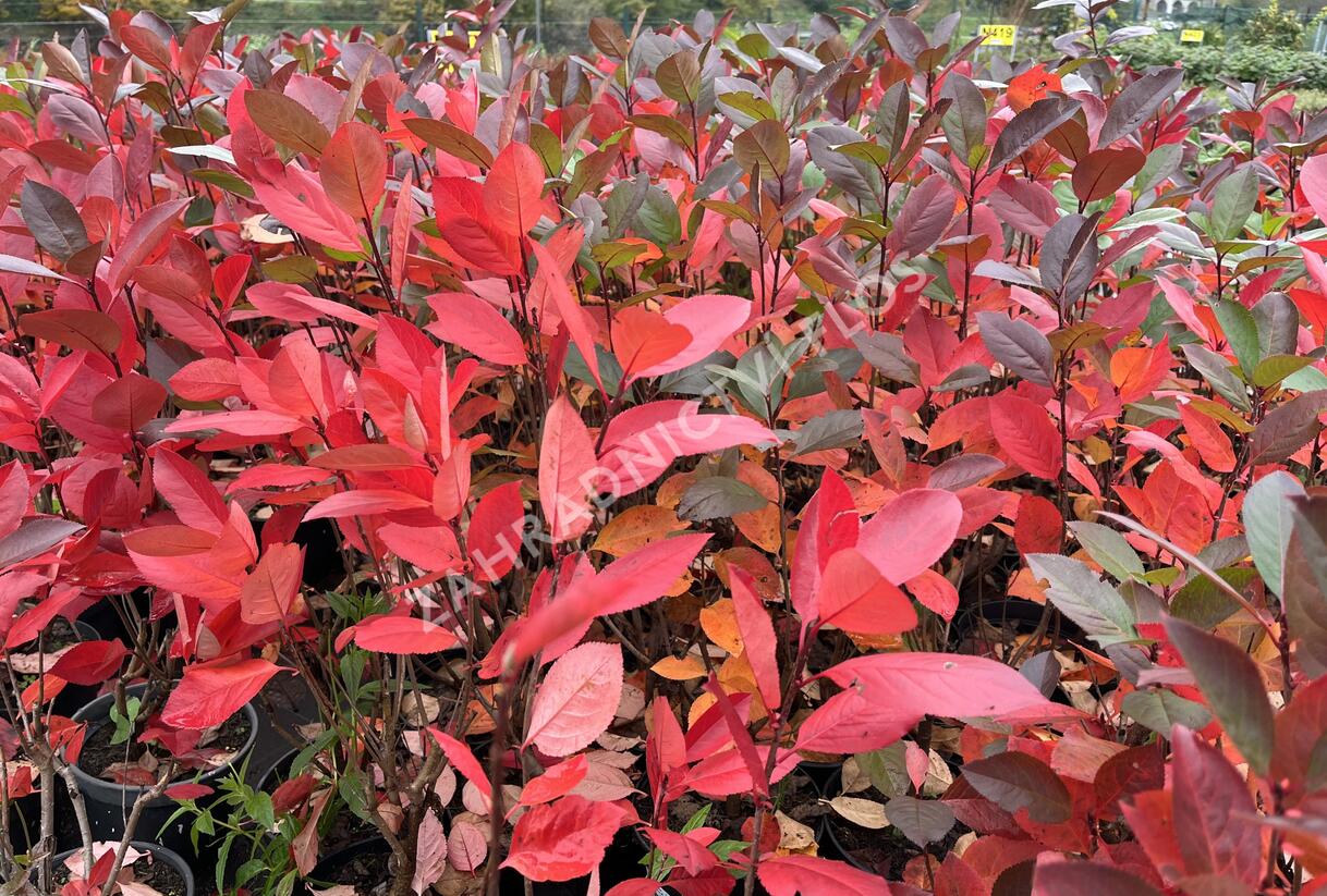 Temnoplodec, arónie černoplodá - Aronia melanocarpa
