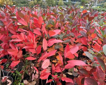 Temnoplodec, arónie černoplodá