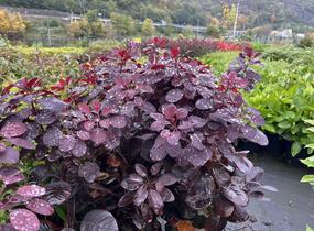 Ruj vlasatá 'Royal Purple' - Cotinus coggygria 'Royal Purple'