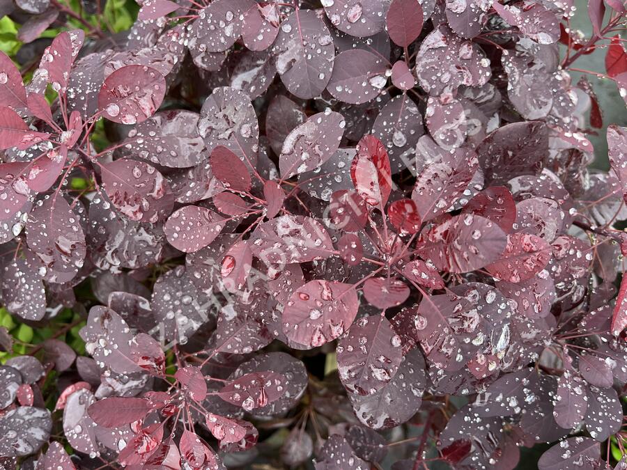 Ruj vlasatá 'Royal Purple' - Cotinus coggygria 'Royal Purple'