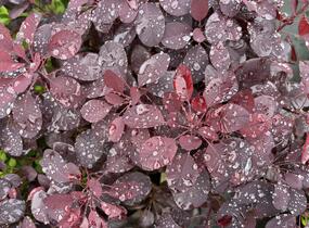 Ruj vlasatá 'Royal Purple' - Cotinus coggygria 'Royal Purple'
