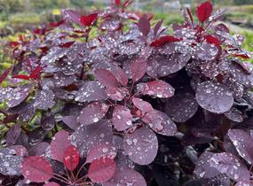 Ruj vlasatá 'Royal Purple' - Cotinus coggygria 'Royal Purple'