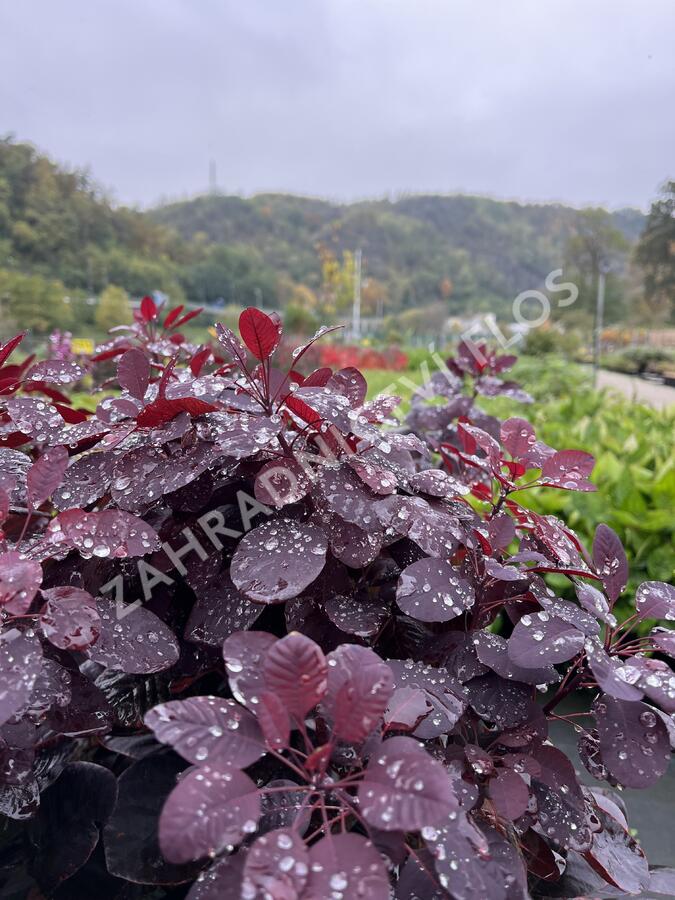Ruj vlasatá 'Royal Purple' - Cotinus coggygria 'Royal Purple'