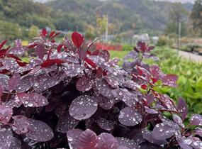 Ruj vlasatá 'Royal Purple' - Cotinus coggygria 'Royal Purple'