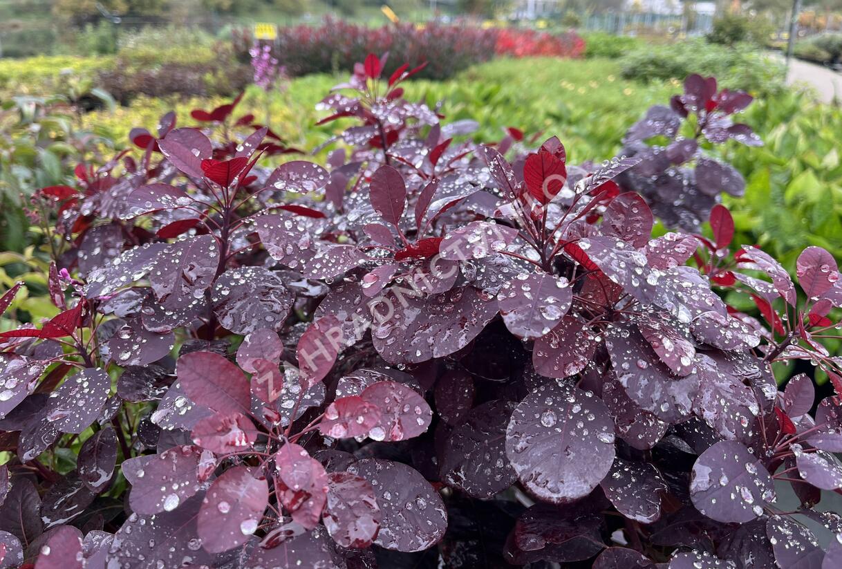 Ruj vlasatá 'Royal Purple' - Cotinus coggygria 'Royal Purple'